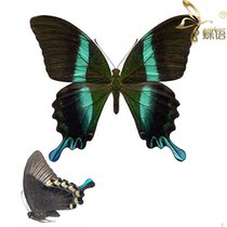 Butterfly language Butterfly specimen Papilio blumei Multiple subspecies Eros Papilio