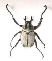 Butterfly: Staghorn turtle real insect specimen protoworm transparent boxed student Natural Science Education gift