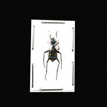 Butterfly Tiger Armor Cicindelidae sp Tiger Insect Specimens Indonesia