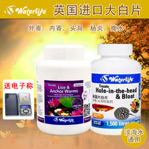 British waterlife fish with large white fish aquarium tropical fish convex eye Head Hole enteritis