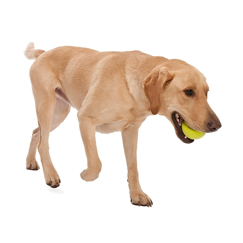 WestPaw West Claw Pet Pets Pet Pet