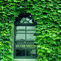 Creeper Seed Climbing vine Evergreen plant Wall Spring Autumn Outdoor