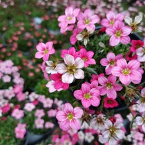 Cat saxifrage flowering machine burst pot pot plant with pot delivery