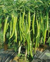 Hangjiao No. 1 crispy small spicy big chili pepper spicy vegetable seeds farmhouse balcony vegetable seeds