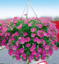 Hanging Petunia seeds Spring Autumn