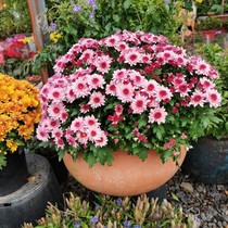 Chrysanthemum potted Ningbo Sunshine Gardening