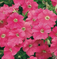 Petunia seeds four seasons balcony flower viewing
