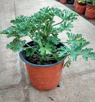 Mosquito repellent grass Mosquito repellent plant Indoor mosquito repellent grass mosquito repellent green plant flower geranium potted plant seedlings