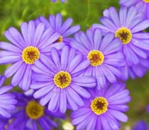 Five-color chrysanthemum seeds simple four seasons spring balcony