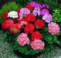 New imported flower seeds in March are simple and easy to grow Dutch SG * geranium*special laminating species