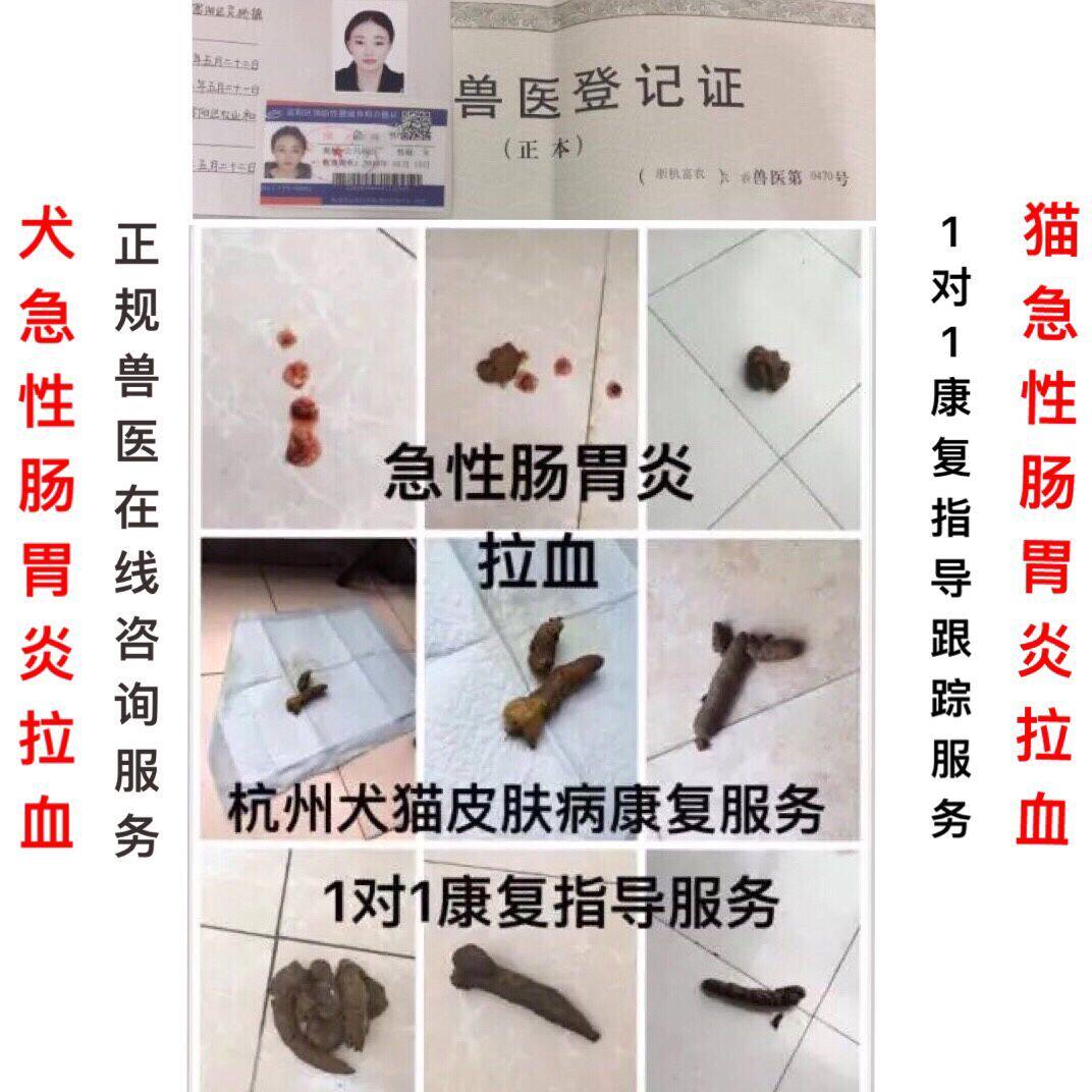 B狗狗急性肠胃炎猫狗宠物呕吐腹泻拉血拉肚子拉稀拉冠状咨询服务