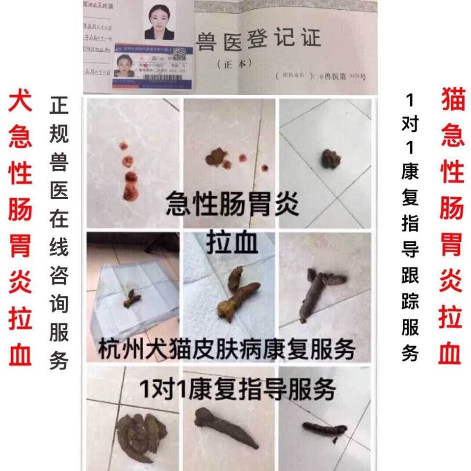 B狗狗急性腸胃炎貓狗寵物嘔吐腹瀉拉血拉肚子拉稀拉冠狀諮詢服務