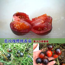 Heirloom juicy taste Blue Rose Cherry tomato seeds Seeds childhood flavor vegetable seeds