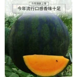 Ранняя приготовленная оранжево -желтая почва, благословение арбуз, нелегко взломать дыню дыни в четыре сезона весенний сезон, овощи в горшках, фрукты, семена семян