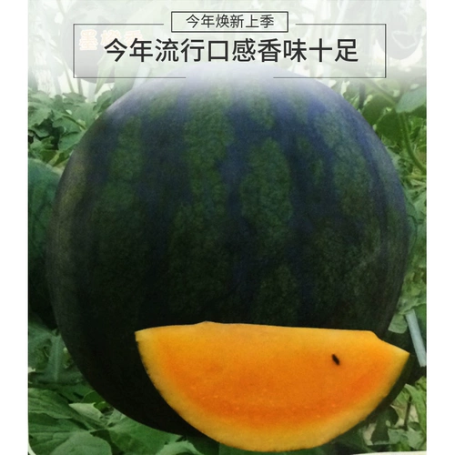 Ранняя приготовленная оранжево -желтая почва, благословение арбуз, нелегко взломать дыню дыни в четыре сезона весенний сезон, овощи в горшках, фрукты, семена семян