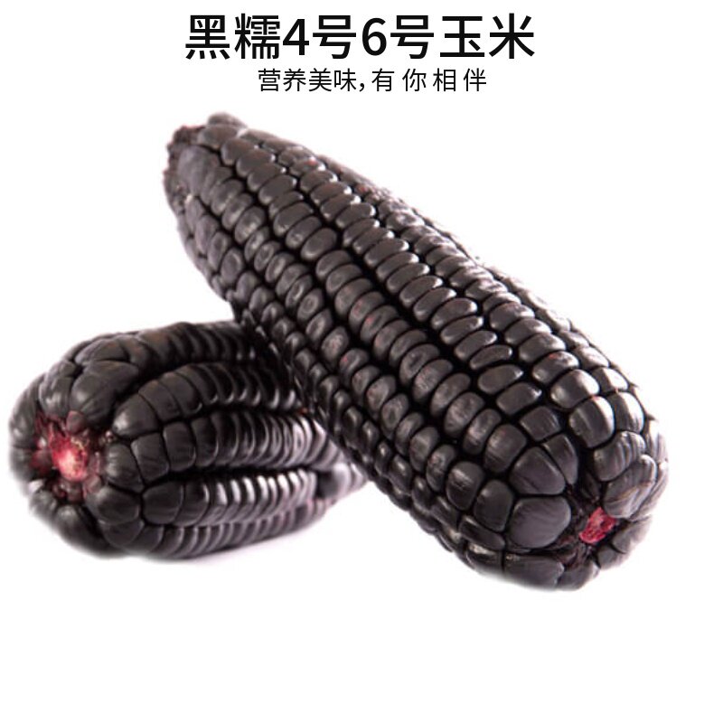 (Black 4 No. 6 corn seeds) thin skin sweet fresh corn vegetables flower trees