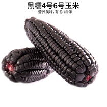 (Black glutinous No. 4 No. 6 corn seeds) thin glutinous sweet fresh waxy corn vegetables flowers and trees