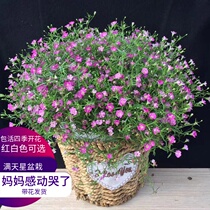 Gypsophila flowers potted Mothers Day gifts good flowers plant seeds blossom constantly with buds