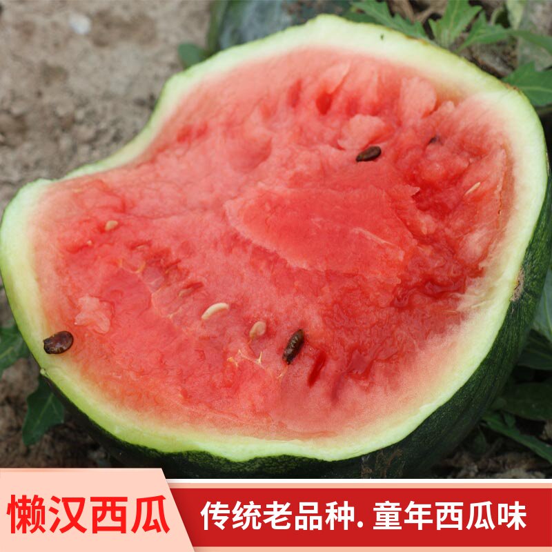 Loafers mine Watermelon seeds center brix nearly 14 vegetable seeds Cool sweet juicy melon seeds