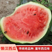Lazy man mine watermelon seed Center sugar nearly 14 vegetable seeds cool sweet and juicy melon seeds