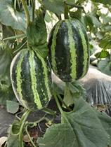 Meiyang melon seeds super sweet melon seeds pastoral Four Seasons Boyang 9 farmhouse fruit sweet spring melon fruit