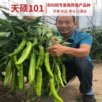 Tianshuo 101 extra-large sheep horn pepper screw four seasons spring planting potted line towards the sky screw pepper vegetable seedling seed