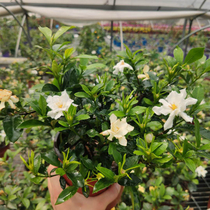 Gardenia potted plants with flower buds flowers green plants indoor balcony branches flowers Four Seasons flowering plants