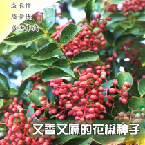 Pepper seeds Dahongpao Zanthoxylum bungeanum seeds Zanthoxylum bungeanum seeds are fragrant and hemp-resistant sun-resistant and strong.