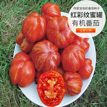 Heirloom red color honeypot juicy taste tomato tomato seedlings childhood taste vegetable seeds seed seedlings