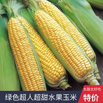 Green Superman Fruit Fresh Sweet Corn Seeds Chinese Academy of Agricultural Sciences Wants Seeds Four Seasons Vegetable Seeds Rapeseed