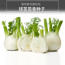 Bulm fennel seeds vegetable seeds Italian fennel seeds sweet fennel Four Seasons sown