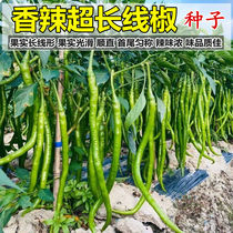 (Line pepper seeds) dry and fresh for many years pepper seeds can be used as red dry pepper Fresh pepper vegetable seeds