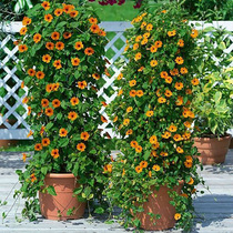 Black-eyed Susan Potted Climbing Heat-resistant Balcony Flower Garden Climbing Four Seasons Flowering Plant Perennial Air