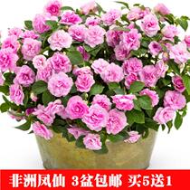 Water plum blossom African double petal rose impatiens potted lazy flower seedlings four seasons open flower potted perennial explosive pot