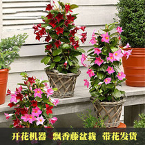 Fragrant vine flower potted indoor balcony Courtyard Four Seasons flower climbing vine double joy Vine green plant to purify the air