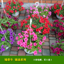 American Pan American imported hanging basket Petunia Petunia Flower seedlings Jinlang series seeds potted indoor and outdoor Four Seasons blossom