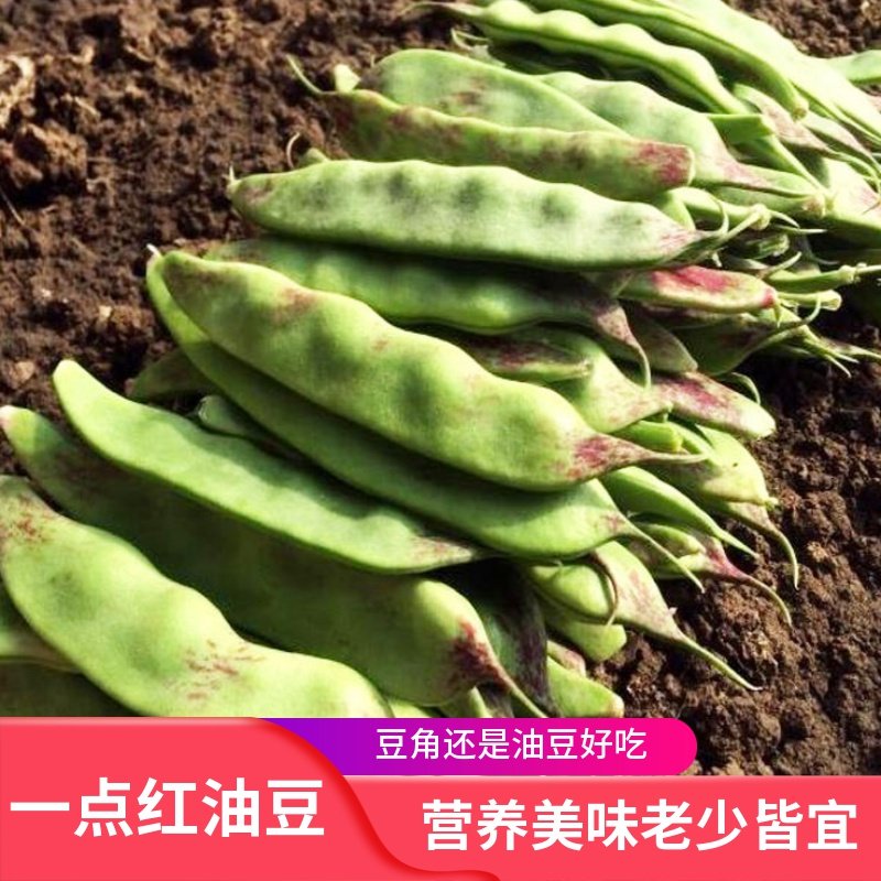 Northeast big wide little red oil bean horn seeds four-season farm Heilongjiang vegetables rackless kidney bean horn seeds larvae