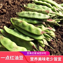 Northeast Dacuan One Point Red Oil Bean Seed Four Seasons Farmhouse Heilongjiang Vegetables No Rack Kidney Bean Horn Seed