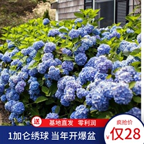 Big flower wooden hydrangea endless summer bride flower hand Jing season bride flower hand Ju inspiration and other seahorse flower potted plant