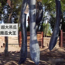 Organic big hanging melon secret honey pumpkins Melon Melon sweet noodles garden spring planting vegetable seeds