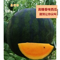 Early-maturing Fuqi watermelon seeds Orange-yellow meat sweet and juicy not easy to crack melon seeds Fruit seeds