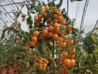 Золотые бусинки семян томатов 10 зерен