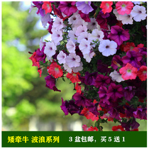 American Pan American imported hanging basket Petunia flower seedling Wave series seed flower hanging potted balcony plant