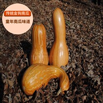 Shouguang vegetables Four Seasons sown easy-to-grow Babel secret honey principal hook pumpkin hanging melon seeds vegetable seeds