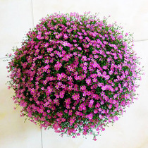 Chinese starry White pink starry seeds cosmos sunflowers cant die carnation flower seeds
