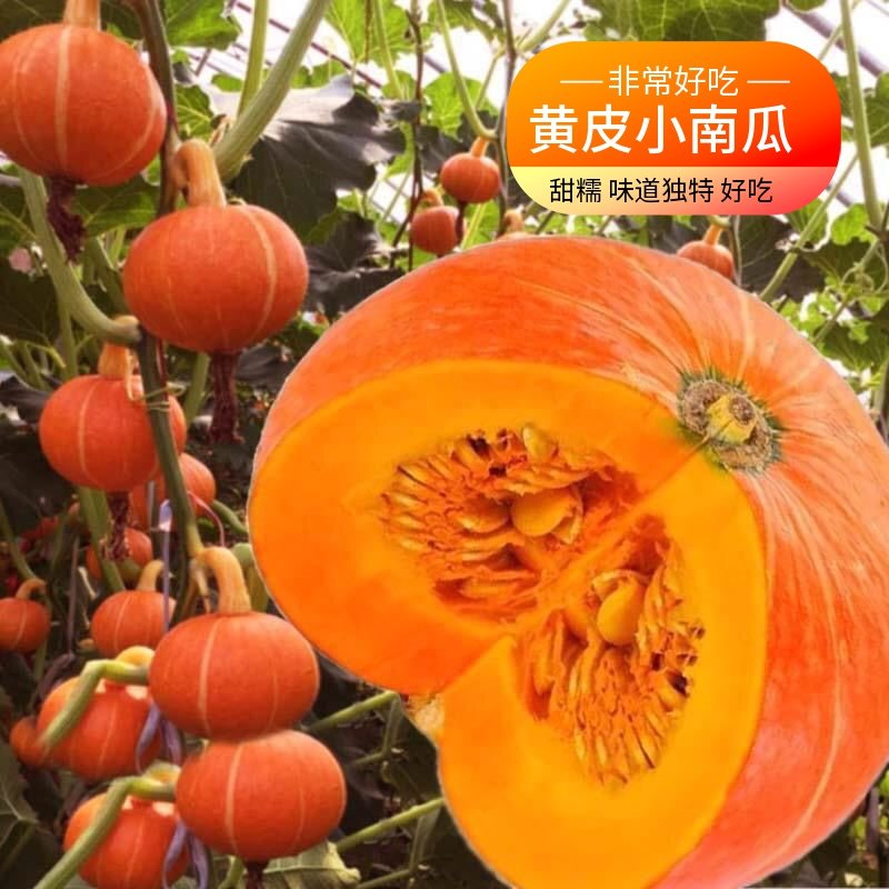 Mini pumpkin seeds Ornamental giant vegetable seeds Balcony Spring Four Seasons Tourist Garden Climbing vine vegetable seed relish