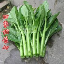 Four seasons beet heart seed vegetable garden Large-scale planting can be used for vegetable seeds Quick vegetable seeds harvested in 25 days