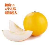 Three-wood mating yellow skin white meat ultra-pure Elizabeth cantaloupe seeds melon seeds early ripening sweet and juicy
