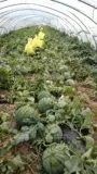 Сладкий король 8424 Семена арбузов семена арбузы