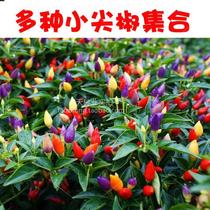 Sowing A variety of small pepper seeds in the Four Seasons